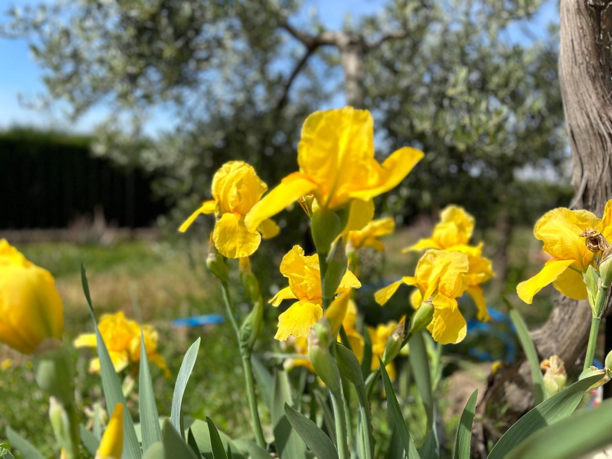 Villa Rustica En La Alpujarra - La Gualalla - Soportujar Carataunas Eksteriør bilde